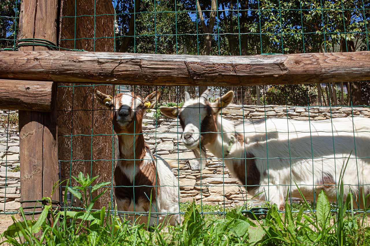 Staccionata in legno di castagno