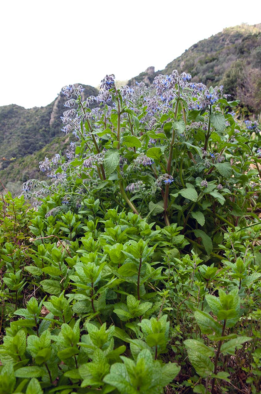 Macchia mediterranea