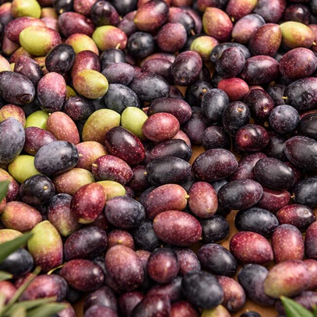 Olive taggiasche